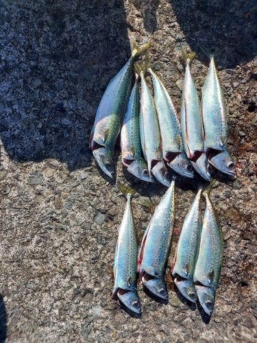 熱海港海釣り施設