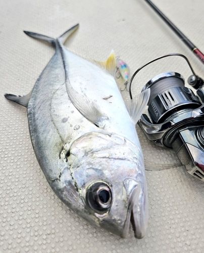 ギンガメアジの釣果