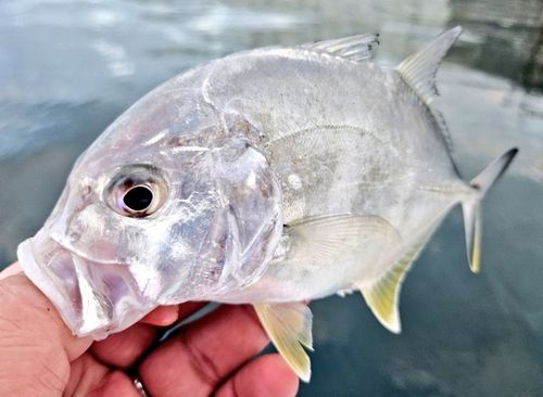 ロウニンアジの釣果
