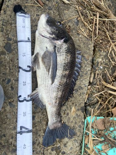 クロダイの釣果