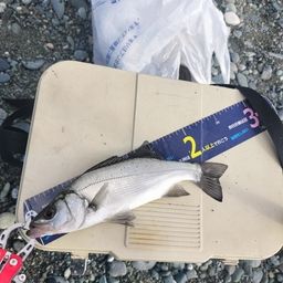 セイゴ（ヒラスズキ）