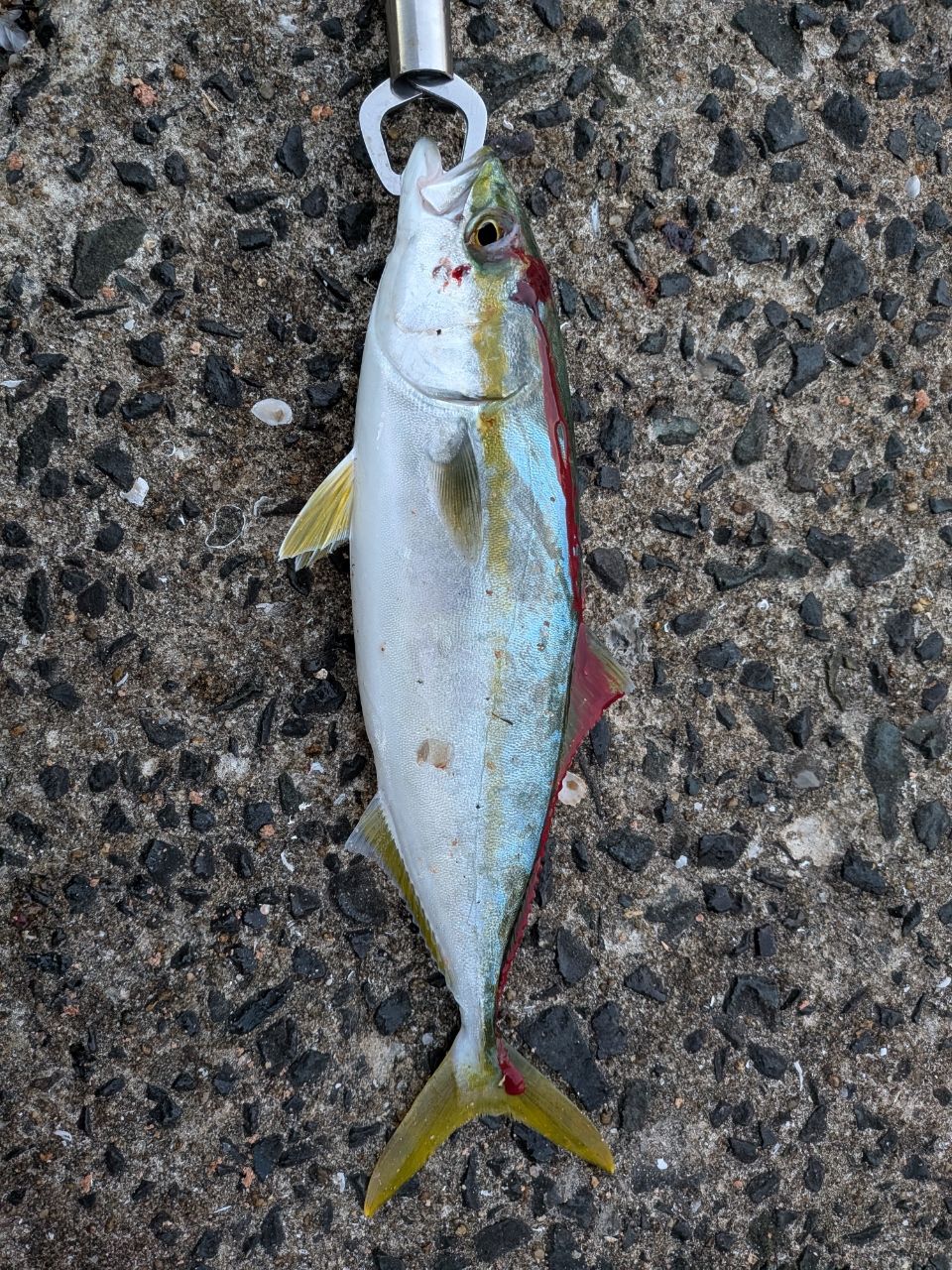 SHIMANO 23ディアルーナ S100Mの最安値・インプレ・釣果 | 本音の