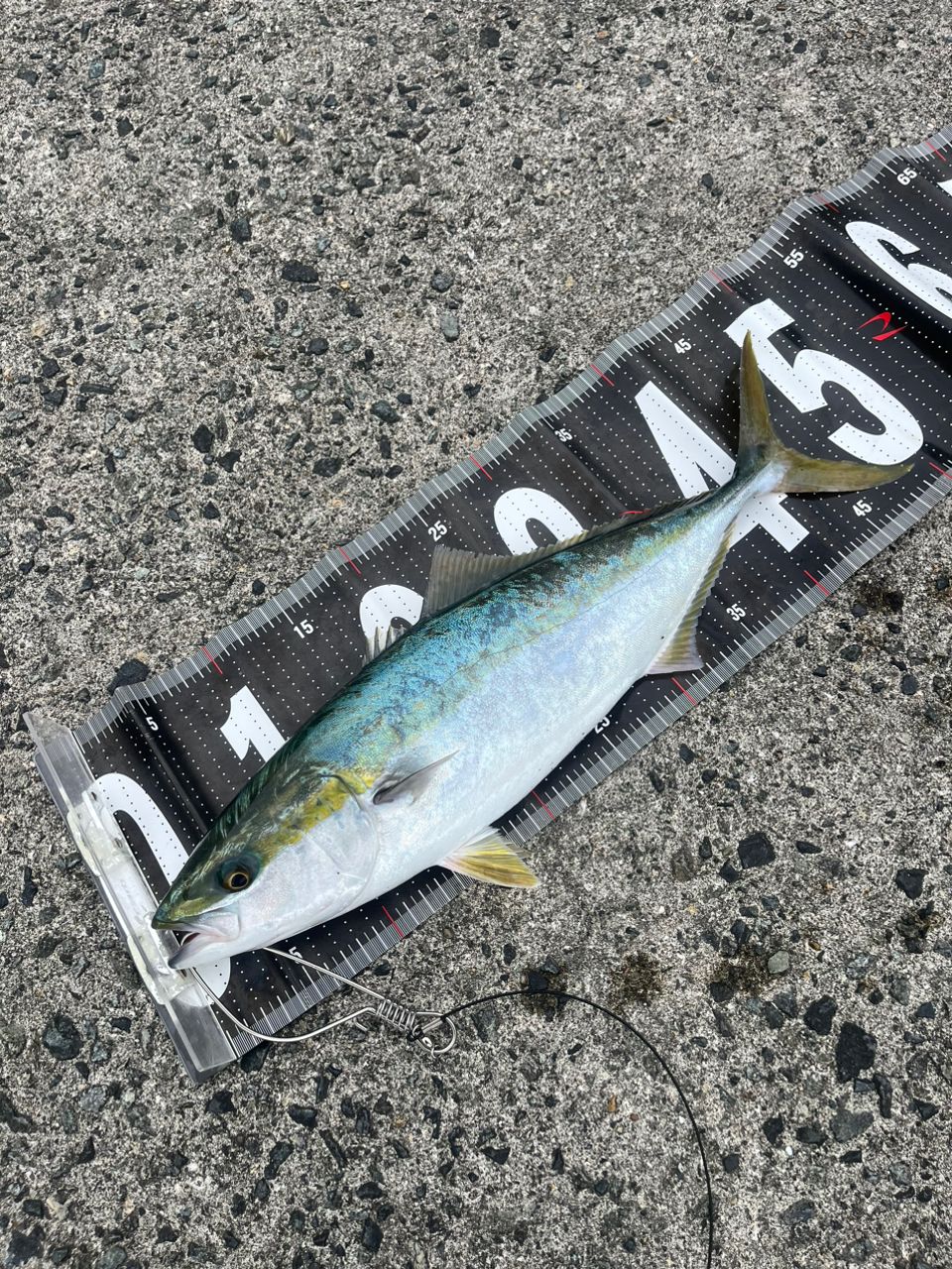 ZENAQ ミュートス ソニオ スピニングモデル 100M(RG)の最安値