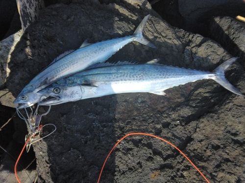 サワラの釣果