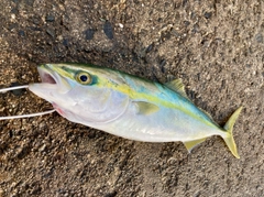 ツバイソの釣果