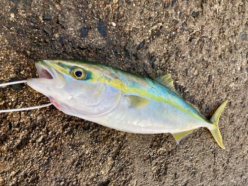 ツバイソの釣果