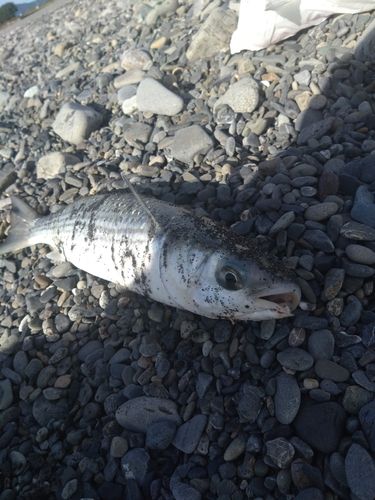 大浜海岸（静岡）