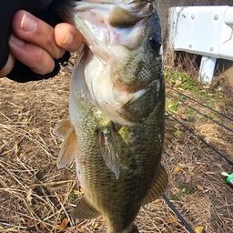 ラージマウスバス