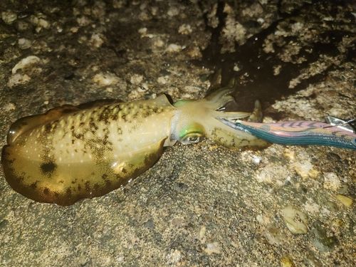アオリイカの釣果