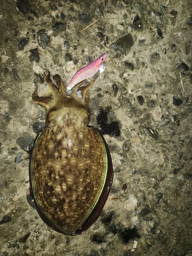 モンゴウイカの釣果