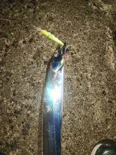 タチウオの釣果