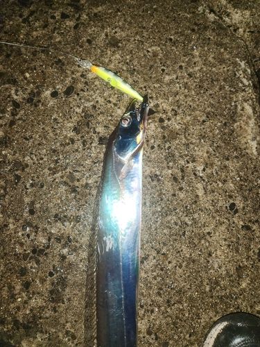 タチウオの釣果