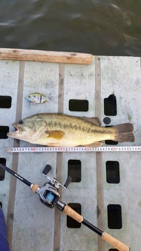 ブラックバスの釣果