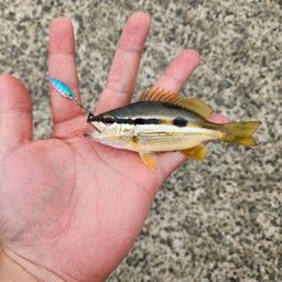 クロホシフエダイ