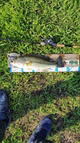 ブラックバスの釣果