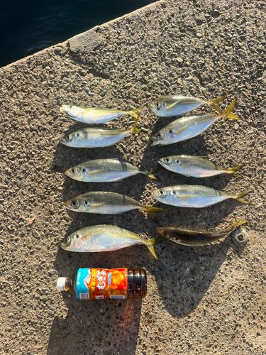 アジの釣果