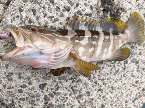 オオモンハタの釣果