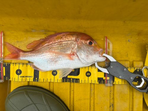 レンコダイの釣果
