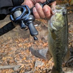 ラージマウスバス