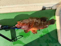 キジハタの釣果