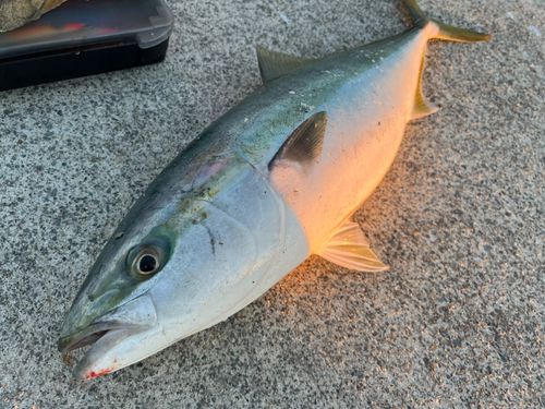 三陸海岸（宮城）