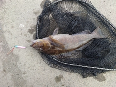 アイナメの釣果