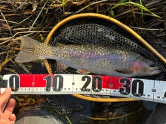 ニジマスの釣果