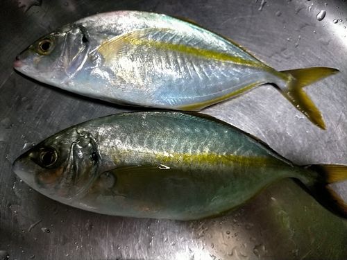 鹿島港魚釣園