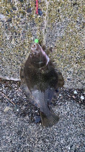 タカノハの釣果