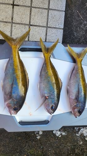 ウメイロの釣果