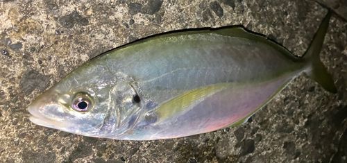 シマアジの釣果