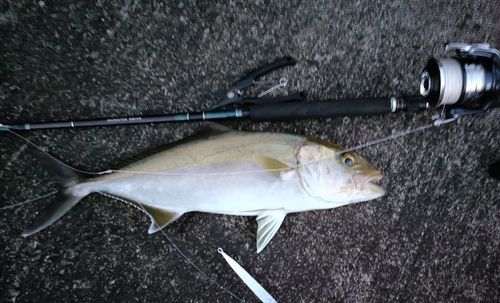 カンパチの釣果