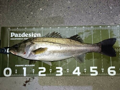 シーバスの釣果