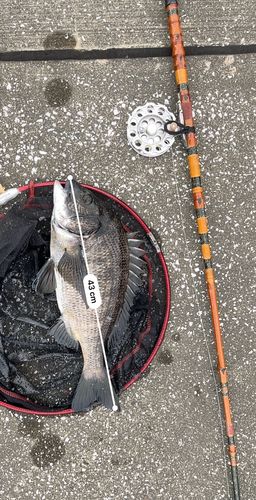 クロダイの釣果
