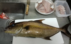 ヒレナガカンパチの釣果