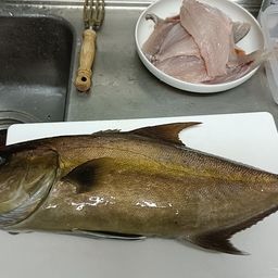 ヒレナガカンパチ