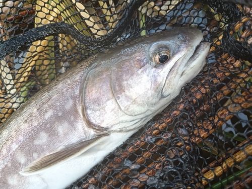 アメマスの釣果