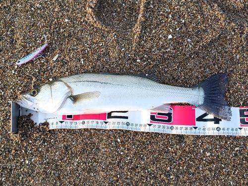 セイゴ（マルスズキ）の釣果