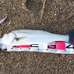 セイゴ（マルスズキ）