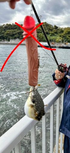 フグの釣果