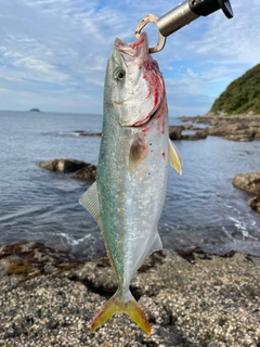 ヤズの釣果