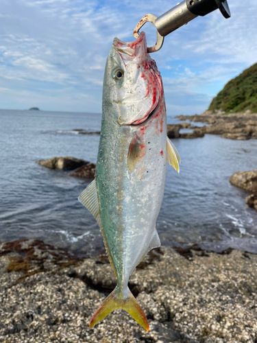 ヤズの釣果