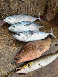 オオモンハタの釣果