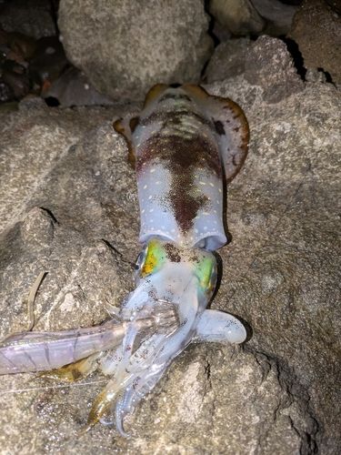 アオリイカの釣果