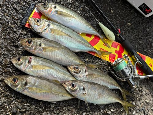 アジの釣果