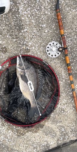 クロダイの釣果