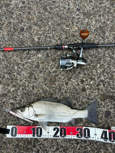 セイゴ（ヒラスズキ）の釣果