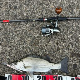 セイゴ（ヒラスズキ）