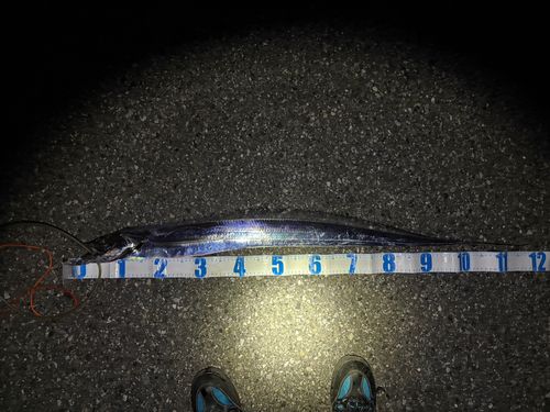 タチウオの釣果