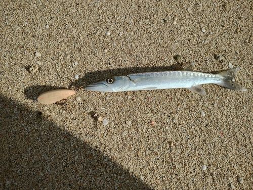 オニカマスの釣果